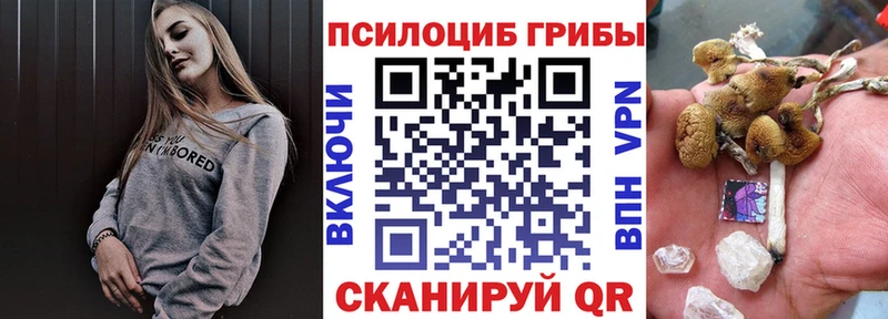 как найти закладки Елизово Псилоцибиновые грибы Cubensis